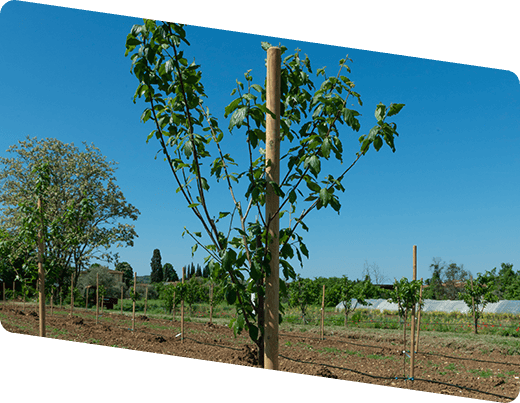 albero da frutto piantato nel progetto orto-frutteto solidale di Program