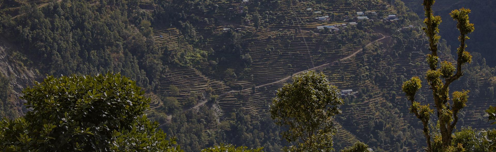 Program, un nuovo anno green insieme a Treedom