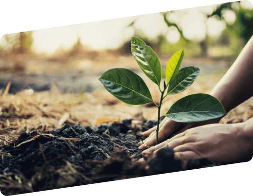 mani che piantano una piantina, simbolo dei progetti di agroforestazione di Program