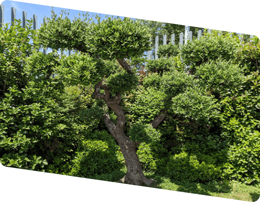albero verde a rappresentare le pratiche ecosostenibili di Program